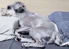 Dog Vomited? Dont Worry, Look Here