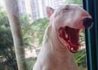 Brush Regularly, Say No to Bad Breath! Fresh Dogs Are Loved by Everyone