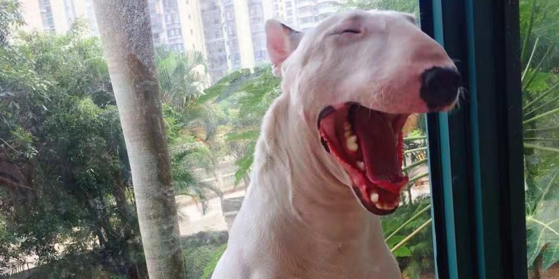 Brush Regularly, Say No to Bad Breath! Fresh Dogs Are Loved by Everyone