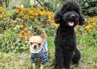 From Dog Destroying Home to Psychological Issues