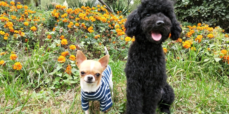 From Dog Destroying Home to Psychological Issues