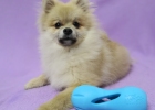 Forget Home Destroying Plan, Start Fun Dog Life — West Paw Treat Dumbbell Qwizl