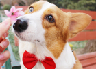 Pre-pet Preparation: New Dog Arriving, I Bought These Items