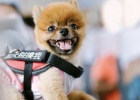Dog Preparation: For the Rest of My Life, I Will Protect You Forever