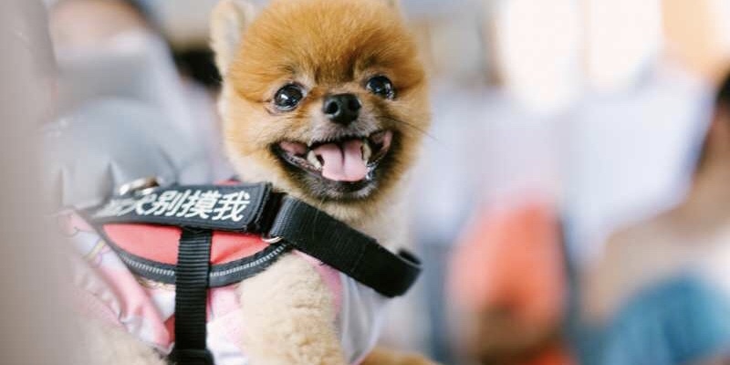 Dog Preparation: For the Rest of My Life, I Will Protect You Forever