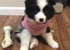 My Pekingese Anti-shedding Logistics Edition