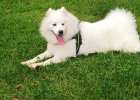 Pet Experience Article Topics