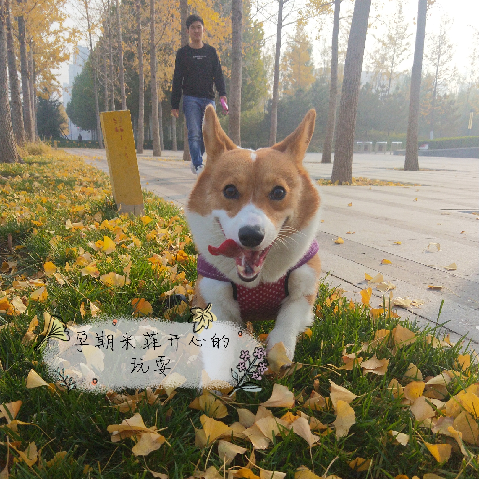 图片1