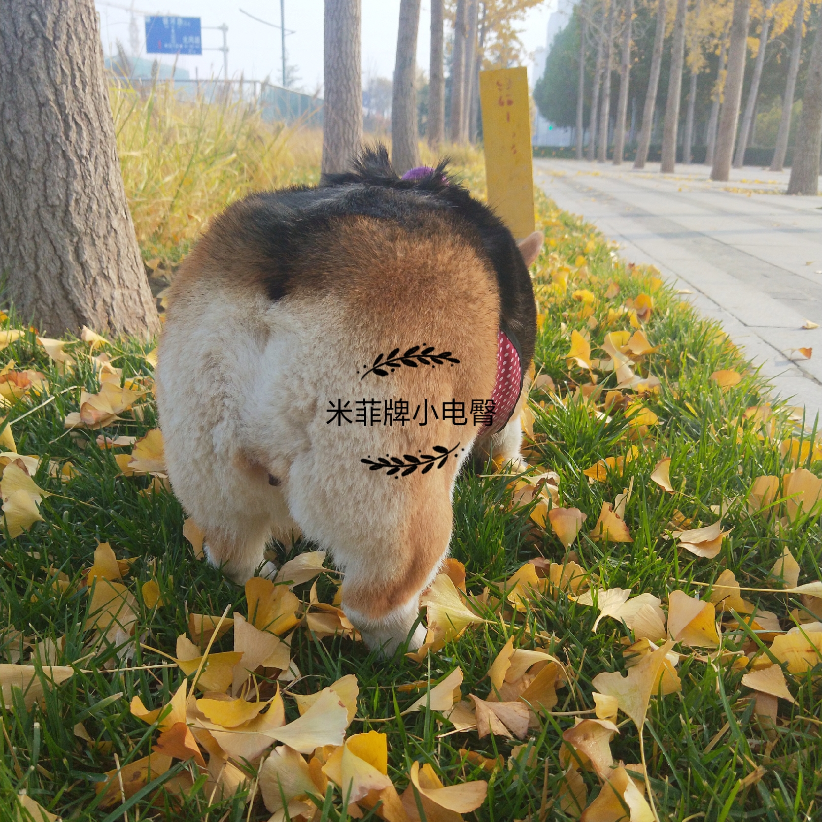 图片1