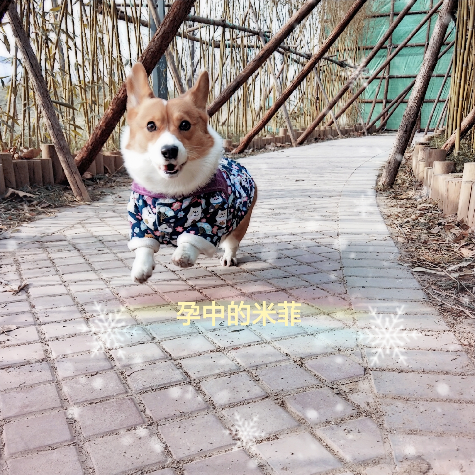 图片1