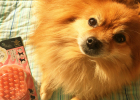 Enjoyment Beyond Fingertips - Japan Petio Pet Rubber Bath Massage Comb