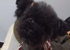 Dog Pyometra, How to Handle?