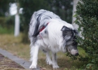 Dog Eating Randomly Experience Sharing - Nuomi, Let Go