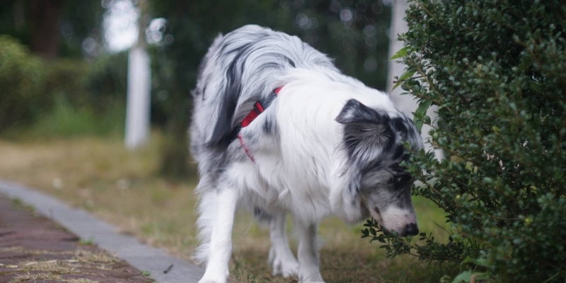 Dog Eating Randomly Experience Sharing - Nuomi, Let Go