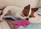 Toys in Mouth, Who Still Destroys Home