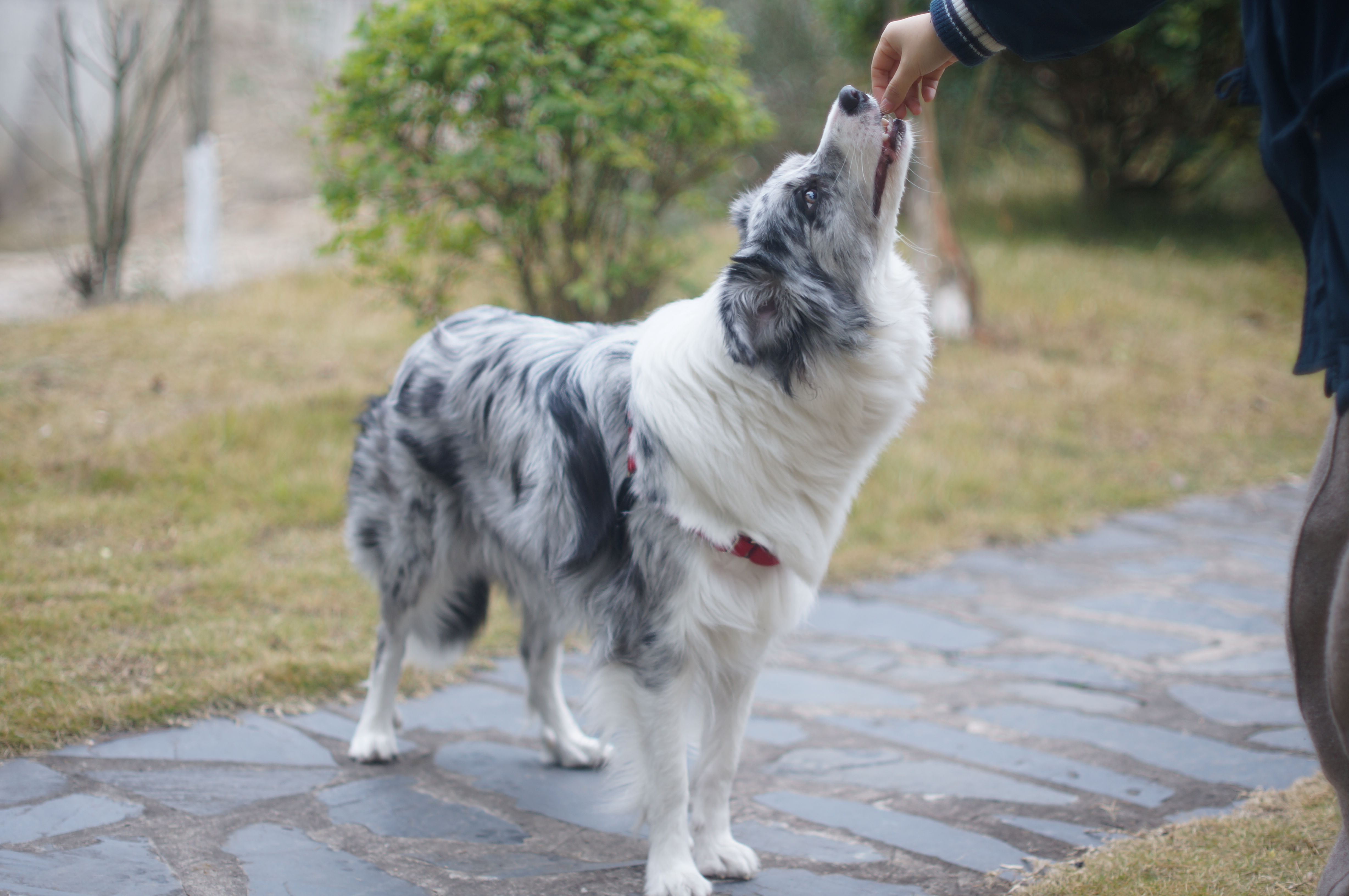 图片1