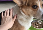 Novice Dog Training Journal - Episode 3: Food Guarding