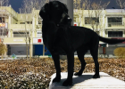 Highly Recommended: Demodectic Mange Cure Experience Sharing