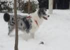 Merle Border Collie Vomiting Experience, Dogs Vomit After Post-meal Exercise