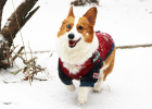 Northern Poop Scooper Essential: 3 Must-Have Items for Walking Dogs in Snow!