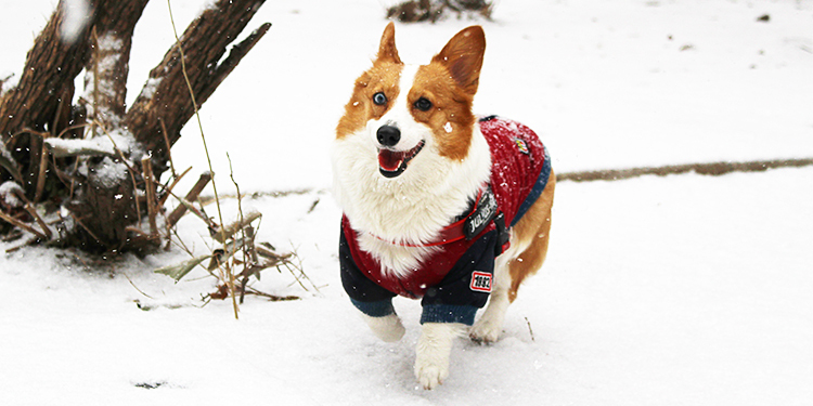 Northern Poop Scooper Essential: 3 Must-Have Items for Walking Dogs in Snow!