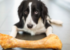 Can Dogs Eat Bones?