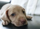 Dr. E Reminds: Dogs Eating Too Much Can Easily Cause Diarrhea
