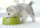 Feeding Milk to Dogs, Are You Doing It Right?