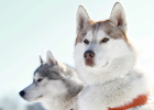 Dogs Express Emotions Through Body Language, Do You Understand?