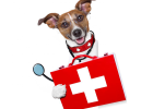 Dog Family Essential: Dog-specific Medicine Box