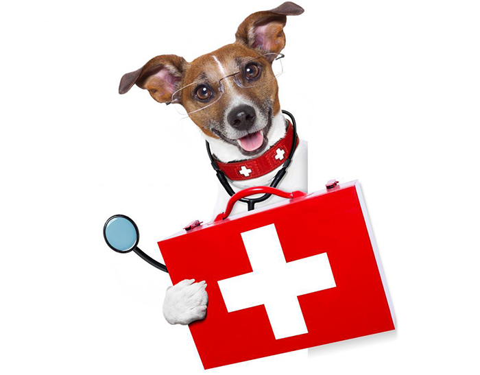 Dog Family Essential: Dog-specific Medicine Box