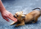 Dog Likes to Bite Hands? Correct It This Way