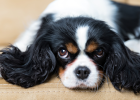 Dog Doesnt Listen? Might Be Because You Didnt Do This Well!