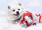 Zixin RAW - Gospel for Dogs Who Are Picky to Insanity!