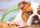 What Foods Do Dogs Need Daily?
