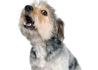 Dog Barks Loudly When Poop Scooper Comes Home, Is It Saying Welcome?