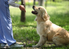 Things to Know Before Training Dogs!