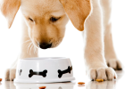 Picky Eating Dog, How to Cure?