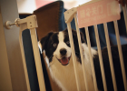 Can Dogs Be Cage-raised? YES!