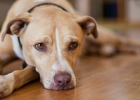 Dog Got Period, What to Do?