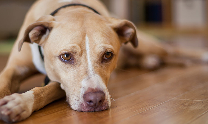 Dog Got Period, What to Do?