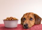 Dog Wont Eat New Food, What to Do?