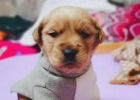 Little Puppy - Golden Retriever Puppy Care Battle