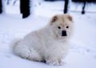 Dog Leash Selection Guide