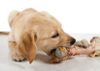 Raw Meat and Bones, Can Dogs Really Eat?
