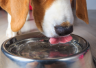 Dog Drinking Water Matters