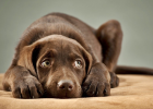 Stress Response is Minor? No, Severe Cases Can Be Fatal!