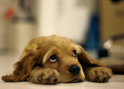 Vomiting and Diarrhea When Changing Food! What Happened to Dog?