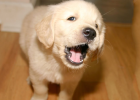 Newly Arrived Dog Keeps Barking, Reason is Actually This