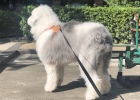Dog Eats Randomly, Must Say NO!